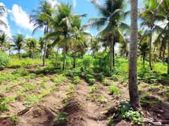 Fazenda / Sítio / Chácara à venda, 150m² no Jabaco, Igarassu - Foto 15