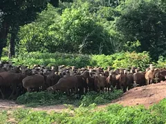 Fazenda / Sítio / Chácara com 1 Quarto à venda, 600m² no , Caninde - Foto 8