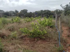 Fazenda / Sítio / Chácara com 3 Quartos à venda, 20000m² no Area Rural do Paranoa, Brasília - Foto 14