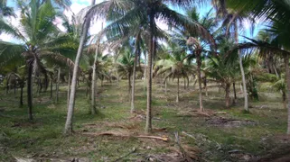 Fazenda / Sítio / Chácara à venda, 50000m² no Zona Rural, Conde - Foto 17