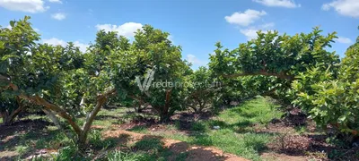 Fazenda / Sítio / Chácara com 3 Quartos à venda, 180m² no Reforma Agraria, Valinhos - Foto 7