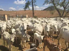 Fazenda / Sítio / Chácara com 3 Quartos à venda, 300m² no Volta do Piao, Teresópolis - Foto 4