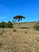 Fazenda / Sítio / Chácara com 1 Quarto à venda, 20000m² no Vila Seca, Caxias do Sul - Foto 20