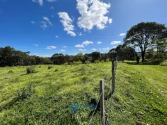 Fazenda / Sítio / Chácara com 1 Quarto à venda, 20000m² no São Victor Cohab, Caxias do Sul - Foto 5