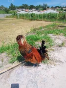 Fazenda / Sítio / Chácara à venda, 1700m² no Chácaras Luzitana, Hortolândia - Foto 3