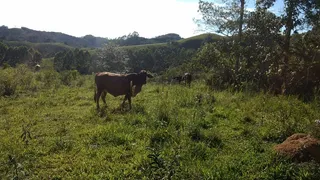 Fazenda / Sítio / Chácara com 3 Quartos à venda, 363000m² no Bairro Alto, Natividade da Serra - Foto 3