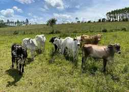 Fazenda / Sítio / Chácara com 4 Quartos à venda, 900000m² no Zona Rural, Itanagra - Foto 13