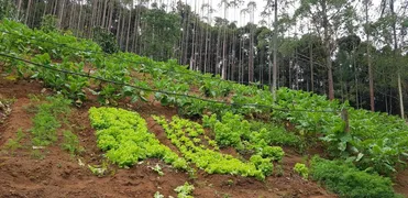 Fazenda / Sítio / Chácara com 4 Quartos à venda, 185000m² no Zona Rural, Marechal Floriano - Foto 41