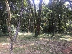 Terreno / Lote / Condomínio à venda, 1000m² no , Canela - Foto 2