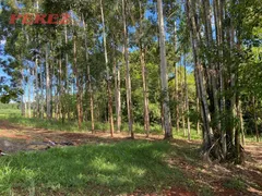 Fazenda / Sítio / Chácara com 3 Quartos à venda, 156m² no Zona Rural, Ibiporã - Foto 3