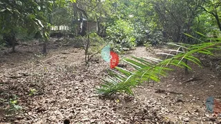 Fazenda / Sítio / Chácara com 3 Quartos à venda, 200m² no Parque Nossa Senhora da Ajuda, Guapimirim - Foto 18