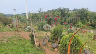 Fazenda / Sítio / Chácara com 2 Quartos à venda, 1250m² no Centro, Monte Belo do Sul - Foto 4