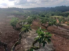 Fazenda / Sítio / Chácara com 2 Quartos à venda, 200m² no Zona Rural, Morungaba - Foto 4