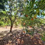 Fazenda / Sítio / Chácara com 3 Quartos à venda, 3000m² no Santa Terezinha de Minas, Itatiaiuçu - Foto 7