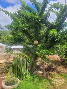 Fazenda / Sítio / Chácara com 3 Quartos à venda, 180m² no , Mandaguaçu - Foto 30