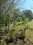 Fazenda / Sítio / Chácara com 3 Quartos à venda, 3000m² no Rio do Salto, Cascavel - Foto 2