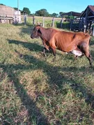 Fazenda / Sítio / Chácara à venda no Zona Rural, Urucuia - Foto 11