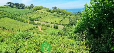 Fazenda / Sítio / Chácara à venda, 68000m² no Centro, Monte Belo do Sul - Foto 8