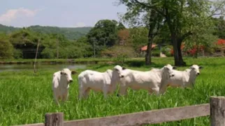 Fazenda / Sítio / Chácara à venda, 785550000m² no Jardim São Conrado, Campo Grande - Foto 6