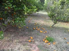 Fazenda / Sítio / Chácara com 5 Quartos à venda, 36400m² no Pavão-Canguera, São Roque - Foto 104