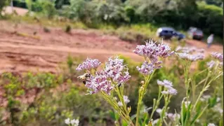 Terreno / Lote / Condomínio com 1 Quarto à venda, 1000m² no Centro, Munhoz - Foto 15