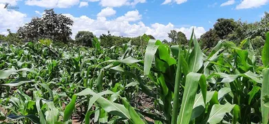 Fazenda / Sítio / Chácara com 3 Quartos à venda, 4500m² no Area Rural do Paranoa, Brasília - Foto 35