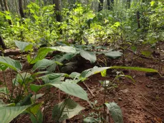 Fazenda / Sítio / Chácara à venda no Zona Rural, Rosário Oeste - Foto 35