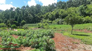 Fazenda / Sítio / Chácara com 3 Quartos à venda, 100m² no Pinhal Alto, Nova Petrópolis - Foto 14