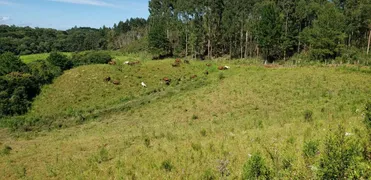 Fazenda / Sítio / Chácara com 2 Quartos à venda, 890000m² no Lagoinha, Tijucas do Sul - Foto 9