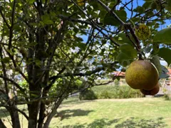 Fazenda / Sítio / Chácara com 5 Quartos à venda, 3300m² no Curral, Ibiúna - Foto 33