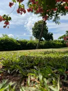 Fazenda / Sítio / Chácara com 3 Quartos para alugar, 4000m² no Zona Rural, Hidrolândia - Foto 11