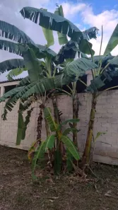 Fazenda / Sítio / Chácara com 2 Quartos à venda, 50m² no Montevidéu, Nova Iguaçu