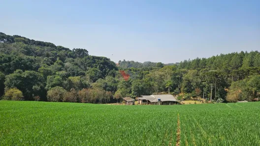 Fazenda / Sítio / Chácara com 1 Quarto à venda, 20000m² no Capela Velha, Araucária