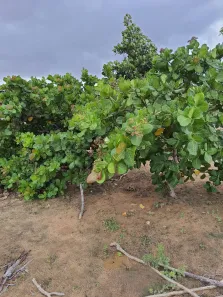 Fazenda / Sítio / Chácara com 3 Quartos à venda, 50m² no , Vera Cruz