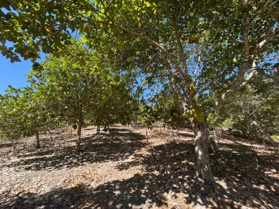 Fazenda / Sítio / Chácara com 2 Quartos à venda, 90000m² no , Sairé