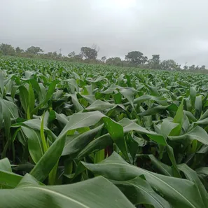 Fazenda / Sítio / Chácara à venda, 50500m² no , Brasília