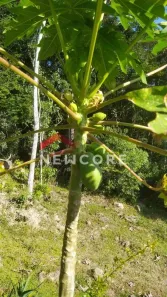 Fazenda / Sítio / Chácara com 2 Quartos à venda, 2100m² no Da Palmeirinha, Juquitiba