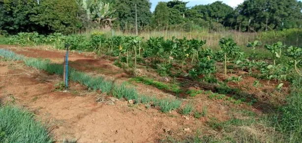 Fazenda / Sítio / Chácara com 3 Quartos à venda, 50000m² no Brazlândia, Brasília