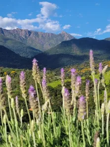 Fazenda / Sítio / Chácara à venda, 26000m² no Engenheiro Passos, Resende