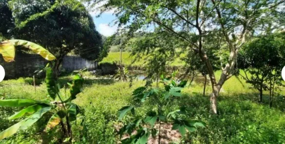 Fazenda / Sítio / Chácara com 2 Quartos à venda, 340m² no , Conde