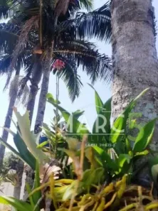 Fazenda / Sítio / Chácara com 3 Quartos à venda, 160m² no Chácaras Copaco, Arujá
