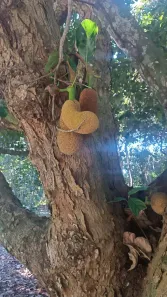 Fazenda / Sítio / Chácara com 3 Quartos à venda, 200m² no Rasa, Armação dos Búzios