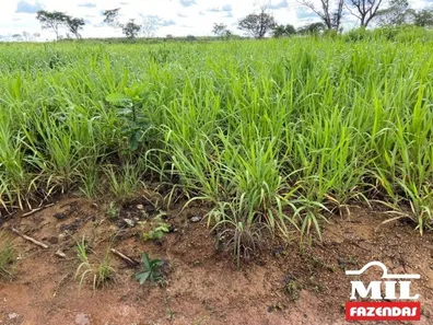 Fazenda / Sítio / Chácara à venda no , Lagoa da Confusão