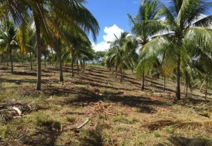 Fazenda / Sítio / Chácara com 9 Quartos à venda, 980000m² no Praia do Forte, Mata de São João