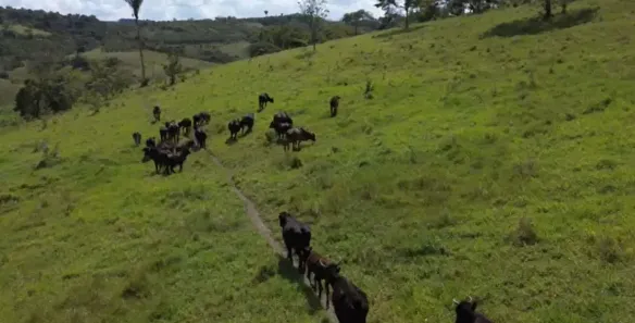 Fazenda / Sítio / Chácara à venda, 1000m² no , Canhotinho