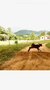 Fazenda / Sítio / Chácara com 8 Quartos para alugar, 700m² no , Cabreúva