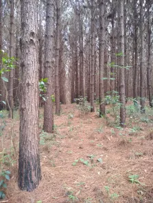 Fazenda / Sítio / Chácara à venda, 359370m² no , Rio Branco do Sul