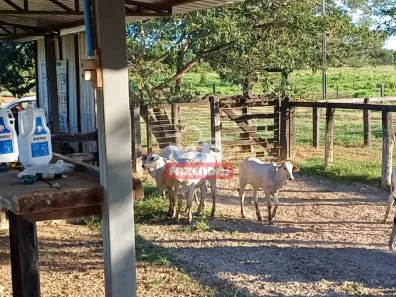 Fazenda / Sítio / Chácara à venda, 20000m² no , Formoso do Araguaia