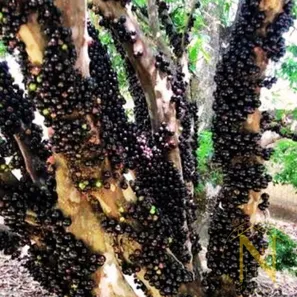 Fazenda / Sítio / Chácara com 4 Quartos à venda, 3000m² no Dom Bosco, Cidade Ocidental