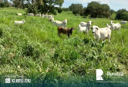 Fazenda / Sítio / Chácara à venda, 242m² no , Cristalândia